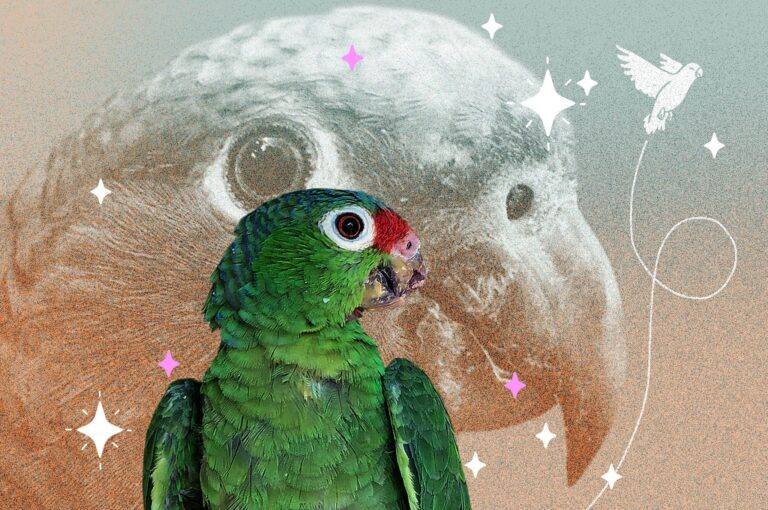 Jacobo, el loro del pico mutilado