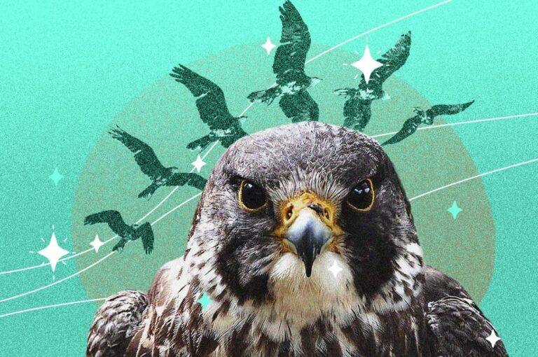 El halcón que no volverá a volar