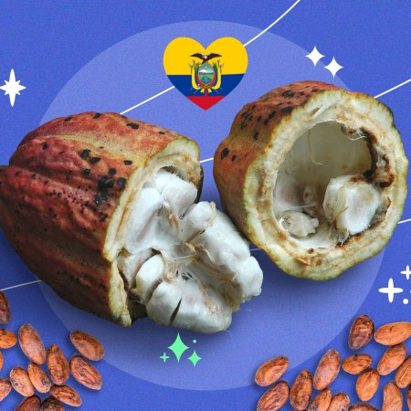 Cacao Ecuador manabí