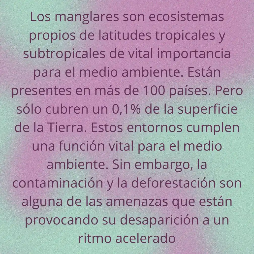 alt="manglares ecuador"