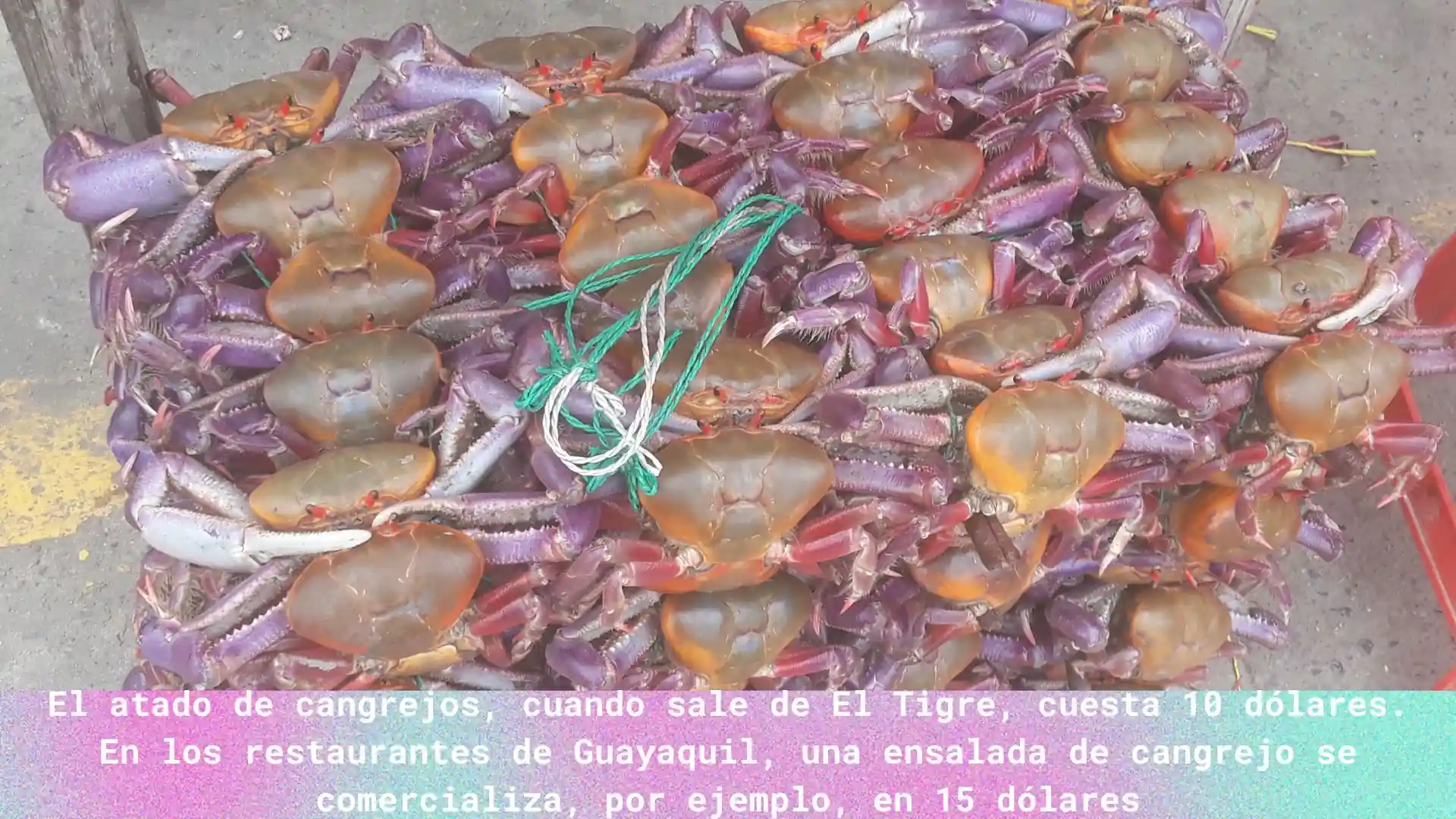 alt="cangrejos ecuador"