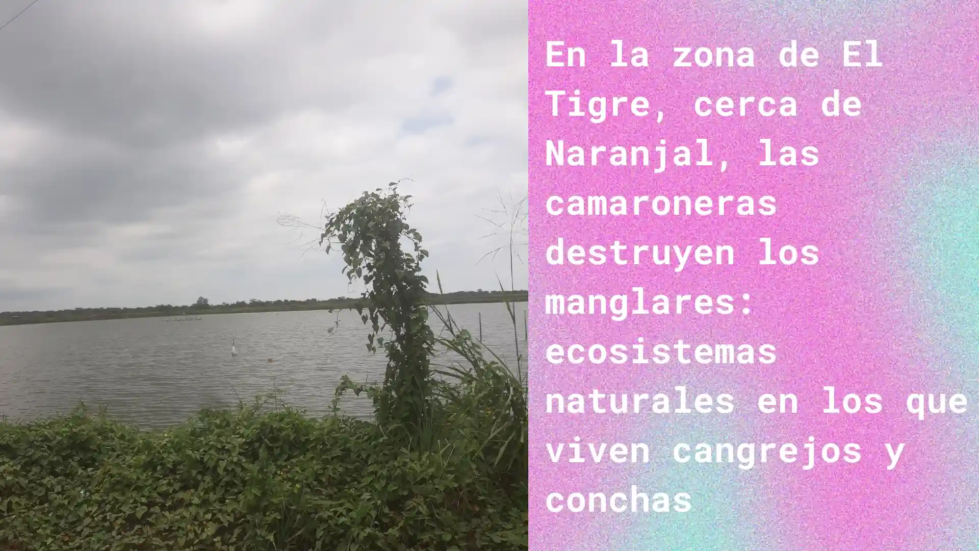 alt="manglares ecuador"